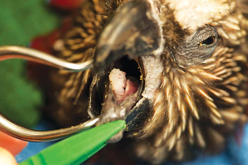 Figure 3. Papilloma lesion on the glottis of a hawk’s head, caused by psittacine herpesvirus.