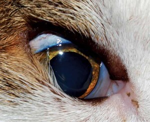 Figure 4. Right eye with lower eyelid entropion prior to surgery.
