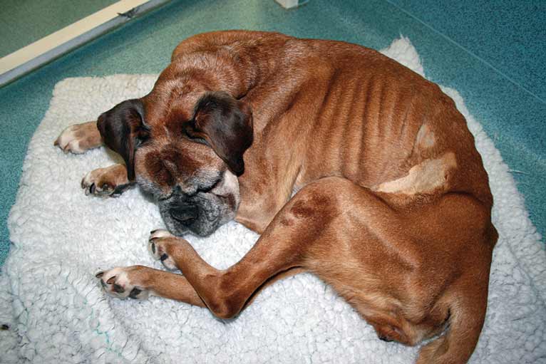 A 12-year-old boxer with rapid weight loss associated with intestinal lymphoma.