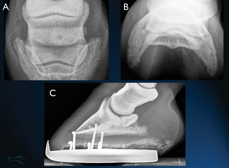 Figure 2. Radiographic examples for a range of navicular bone changes. A: dorsoproximal-palmarodistal oblique view (upright navicular view) showing a core lesion in the navicular bone. B: palmar 45° proximal-palmarodistal oblique view (skyline navicular views) with a lucency extending into the cortex of the navicular bone and an increased number of synovial invaginations. C: lateromedial view demonstrating increased density of the navicular bone with an elongated shape in proximo-distal orientation.