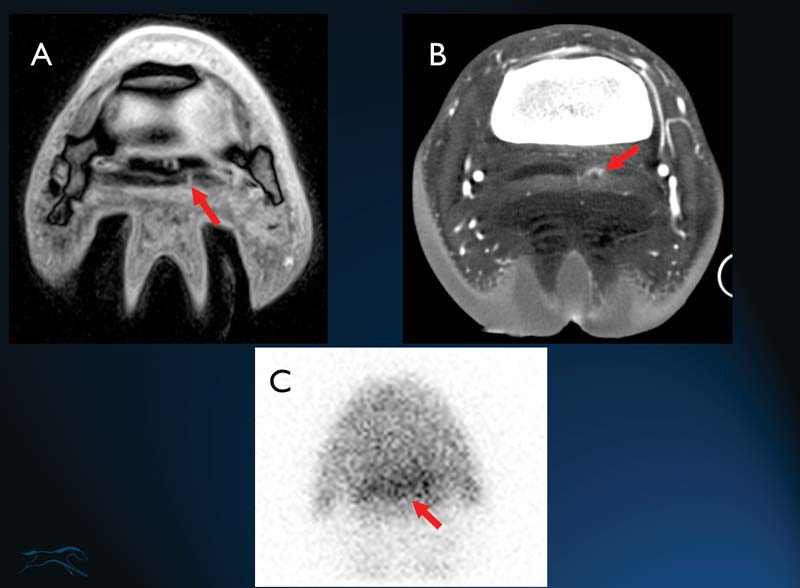 Figure 3. Image examples of advanced imaging techniques. The red arrows highlight the primary lesions: A: magnetic resonance image (T2*-weighted transverse section) of a horse with an insertional tear in the lateral lobe of the deep digital flexor tendon (red arrow). B: contrast-enhanced computed tomography image showing a lesion in the dorsal margin of the deep digital flexor tendon involving the navicular bursa. C: Gamma scintigraphy image demonstrating moderate to marked increased radionuclide uptake in the navicular bone.