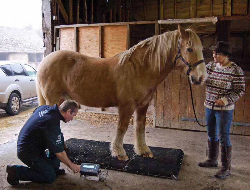 Figure 1. Portable weighbridges are an excellent means of monitoring horses with EMS.