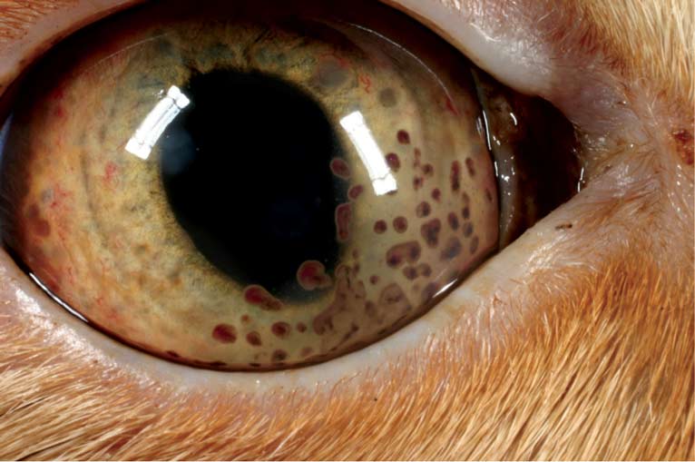 Figure 1. Chronic idiopathic uveitis in a six-year-old male, neutered domestic short-haired cat pre-treatment. Note the dark blotches on the corneal endothelium (keratic precipitates), the follicles in the iris, and the formation of new abnormal blood vessels on the iris surface (rubeosis iridis). These are all signs of active inflammation and therapy is adjusted depending on whether these signs settle down or regress.