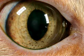 Figure 2. The same eye on treatment with topical and systemic steroids. Note how the keratic precipitates have lessened and the rubeosis iridis is less obvious. Some peripheral iris follicles remain. Image: Willows Veterinary Centre and Referral Service.