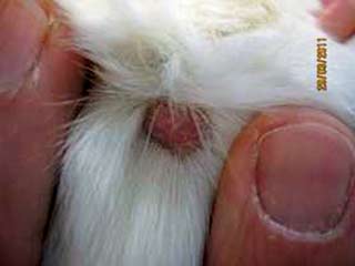 Figure 3. A small, pale, hairless proliferative dermal mast cell tumour on the dorsal head of an eight-year-old neutered male ragdoll. Image: Laura Blackwood. Used with permission from In Practice.
