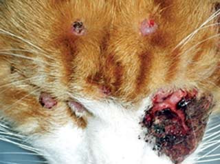 Figure 4. Multiple ulcerated masses on the head of a five-year-old neutered Maine coon. Note the large plaque-like lesion ventral to the left eye. All lesions are mast cell tumours. Image: Laura Blackwood. Used with permission from In Practice.