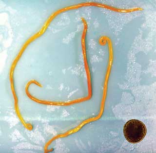 Figure 2. Adult Toxocara canis, the common roundworm nematode of dogs (females; 6.5cm to 10cm long and males; 4cm to 6cm long) with their characteristic thick-shelled eggs at the bottom right of the figure (85μm × 75μm).