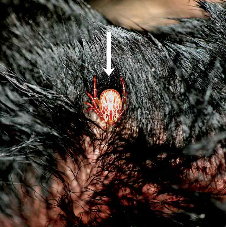 Figure 5. Adult exotic tick (arrow) feasting on the blood of a dog and probably acting as a source of transmission of exotic  tick-borne diseases.
