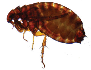 Figure 3. Adult flea, which can act as a vector of many  significant zoonoses.