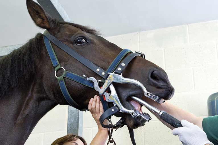 Only 39% of respondents said their horses received routine dental treatment twice a year, and 53% just once a year. The remainder said their horses received treatment either every few years, only if showing signs of disease, or not at all. 
