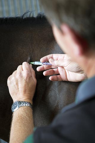 Vets need to be actively engaging with owners to talk about the whole range of infectious diseases and how the vaccines available fit in with the owner’s whole health management plan. 