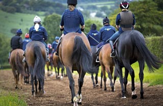 Only 20% of respondents picked out their horses’ feet more than twice a day. Disappointingly, 25% were checking their horses’ feet less than a couple of times a week.