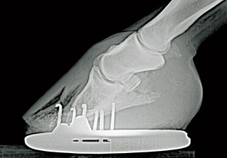 Figure 1. Latero-medial radiograph showing extensive  white line disease.