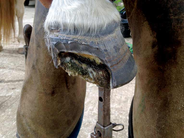 Figure 4. The foot in Figure 3 after hoof wall resection. 