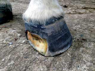 Figure 5. The foot in Figure 3 after debridement of necrotic tissue.