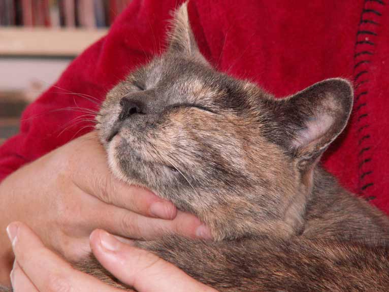 Cats with heart failure have historically been poorly served by published evidence on effective therapies.