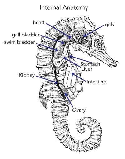 Seahorse care clearance