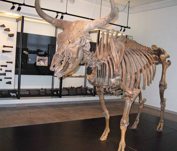 Figure 2. The complete skeleton of an aurochs.