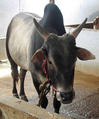 Figure 4. Humped zebu cattle (Bos indicus) were better suited to hot and arid environments.  