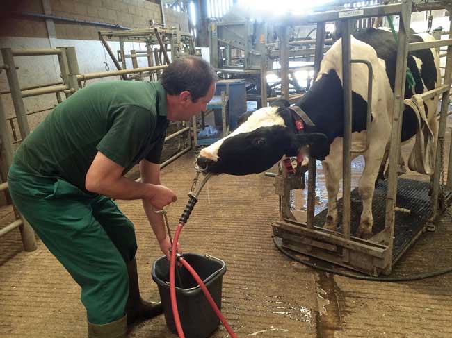 Figure 1. Oral fluid therapies are quick and easy to administer on farm. Farmers can be trained to stomach tube and drench cows.
