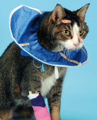 Figure 6. Place a soft/Elizabethan collar on the cat to prevent premature removal, then coil and tape the tube inside.