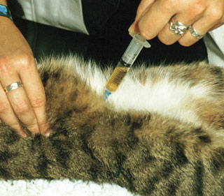 Figure 1. Cystocentesis in a cat lying on its back. The bladder is stabilised between the sampler’s hand and bones of the pelvis.