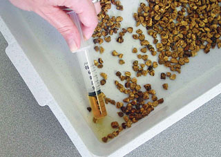 Figure 2. Free catch urine sample collection: once the cat has urinated, the tray is tipped and the sample collected.