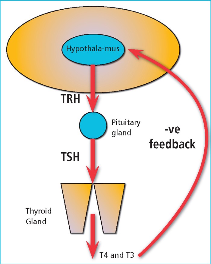 hypothyroïdie chat causes