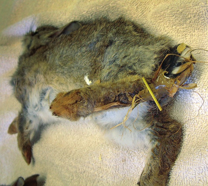 Internal parasites of rabbits Vet Times