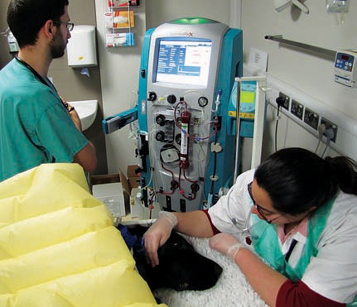 Hospital leads breakthrough in dialysis for cats and dogs