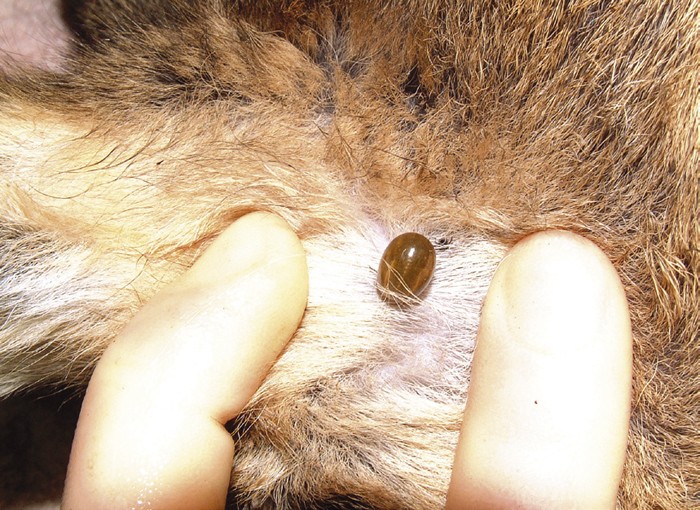 Rabbits, companion animals and arthropodborne diseases Vet Times