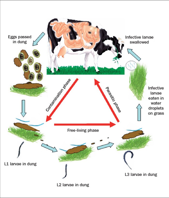 Cattle worming regimes importance of developing immunity and rotation