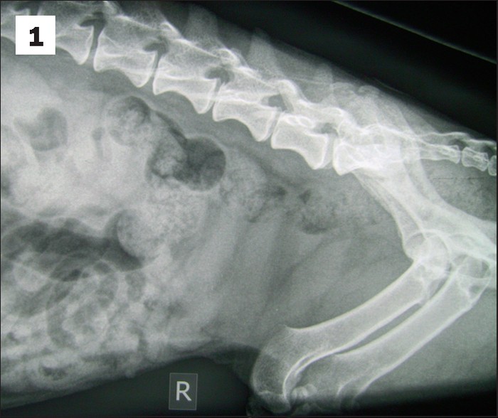 Common radiographic faults Vet Times