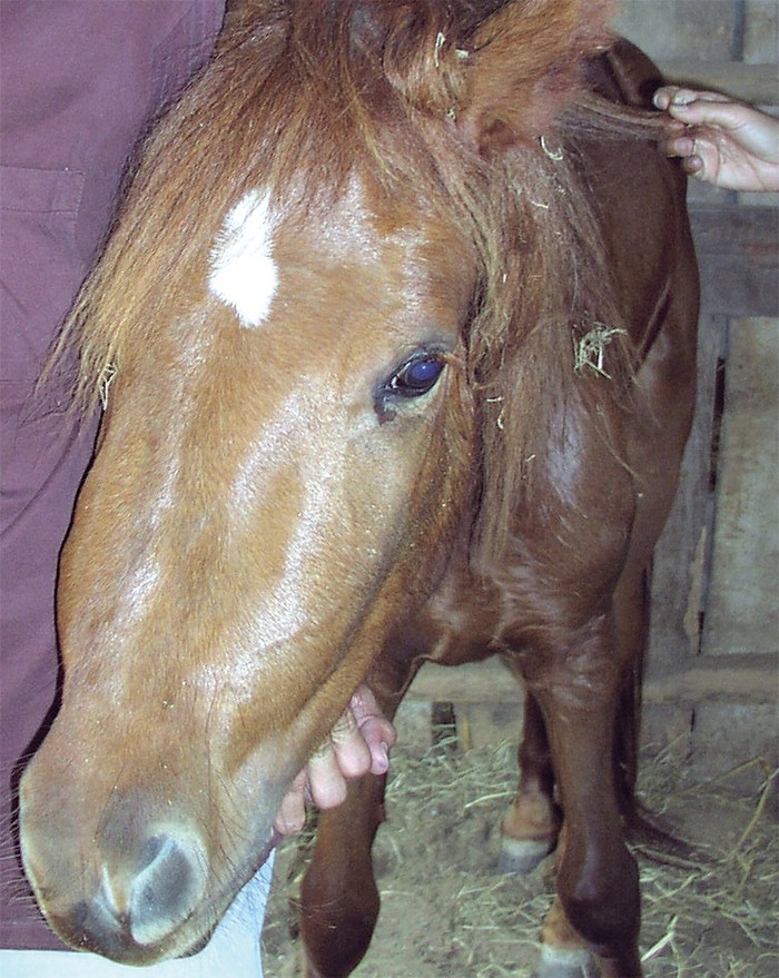 Aspects of equine mineral nutrition Vet Times