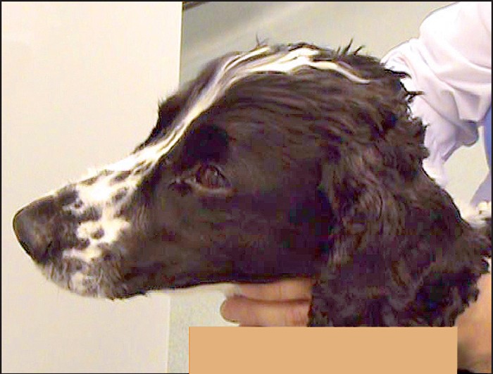 Managing lockjaw disorders in dogs Vet Times