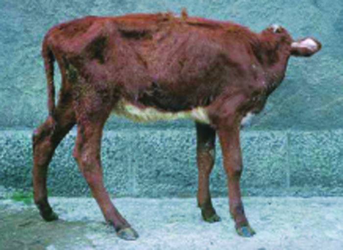 Subclinical coccidiosis continuing major challenge to cattle industry