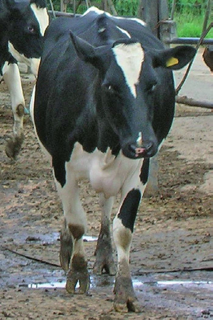 CATTLE LAMENESS WEIGHING UP WELFARE, COST AND EFFICIENCY Vet Times