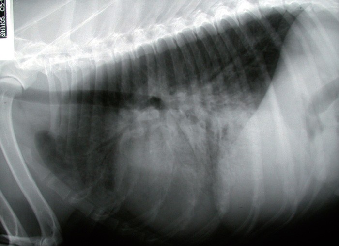 CANINE CONGESTIVE HEART FAILURE Vet Times canine-congestive-heart-failure-vet-times