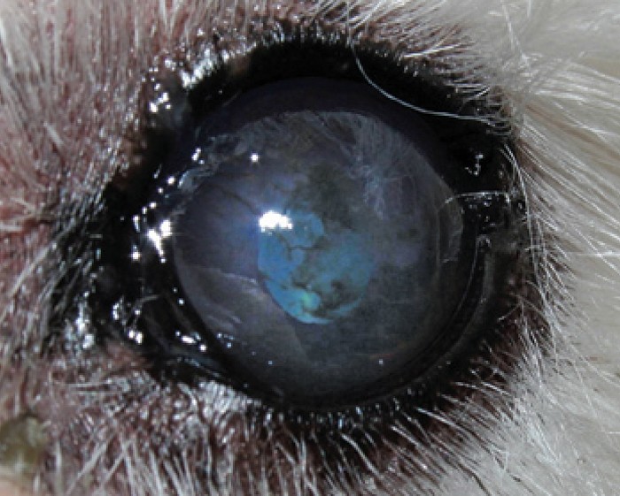 Keratoconjunctivitis sicca: a closer look | Vet Times