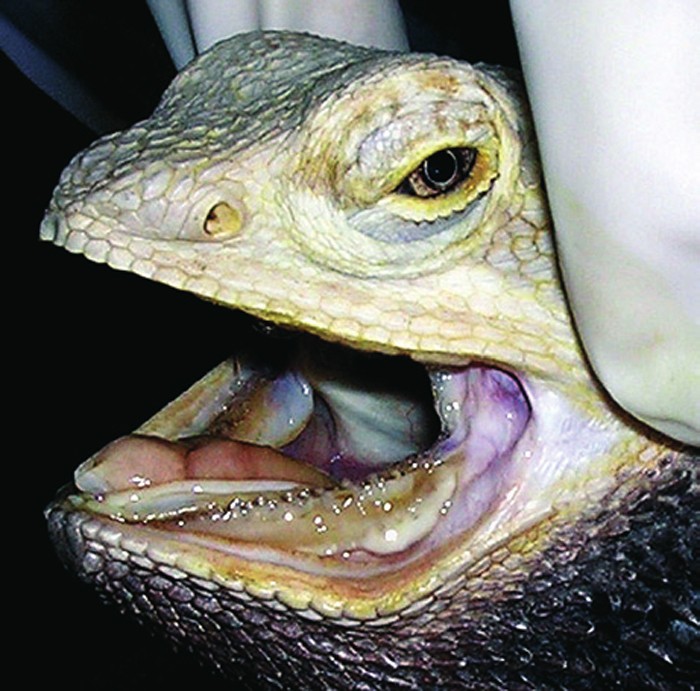 Bearded dragon with periodontal disease: exotic practice challenge.