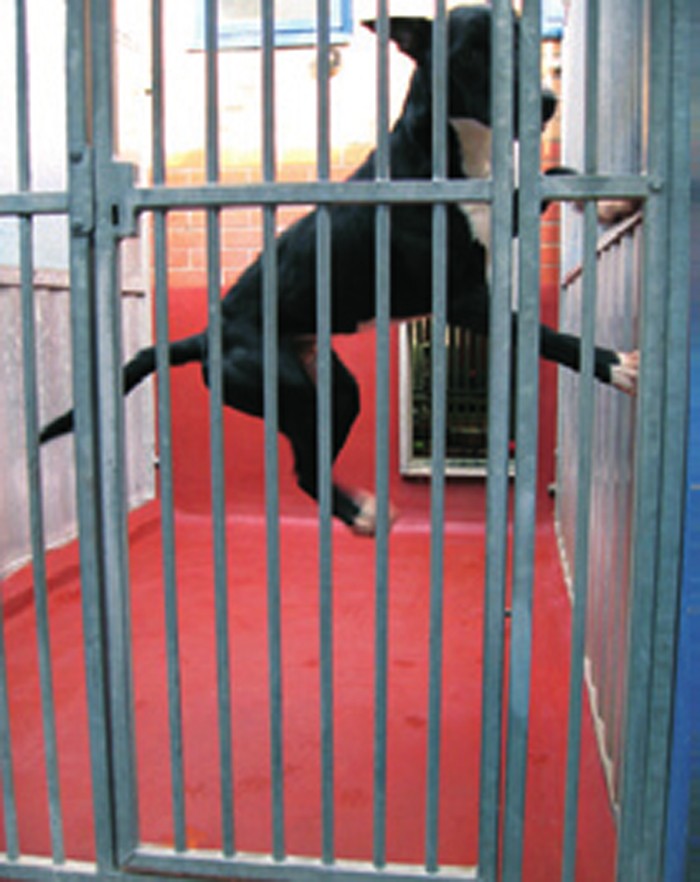 CHRONIC STRESS IN KENNELLING SOME PRACTICAL CONSIDERATIONS Vet Times