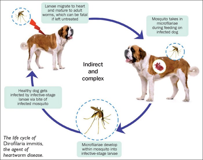 Do Dogs Need Heartworm Medicine In Winter