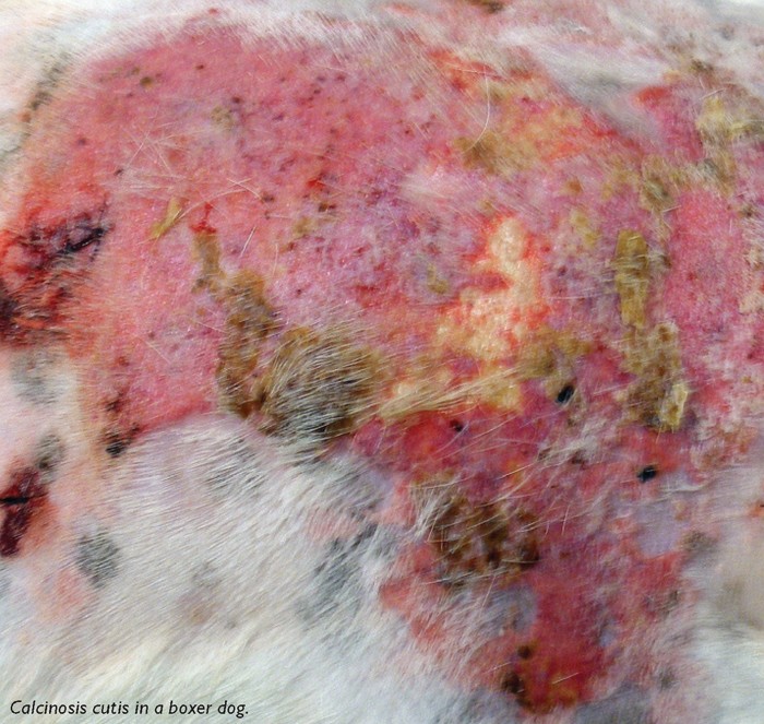 Managing canine allergic skin disease Vet Times