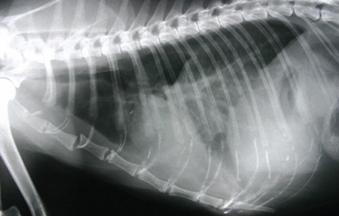 Feline primary lung neoplasia challenge Vet Times