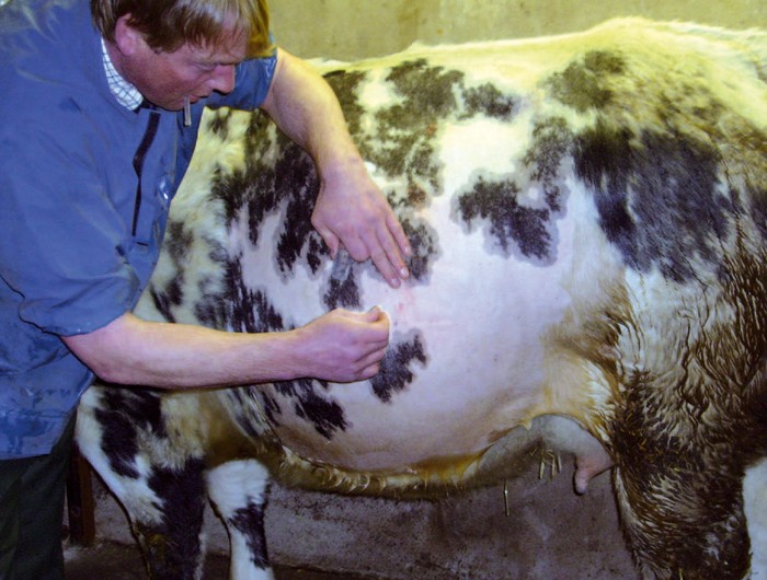 PAIN RELIEF APPROACH TO CATTLE Vet Times