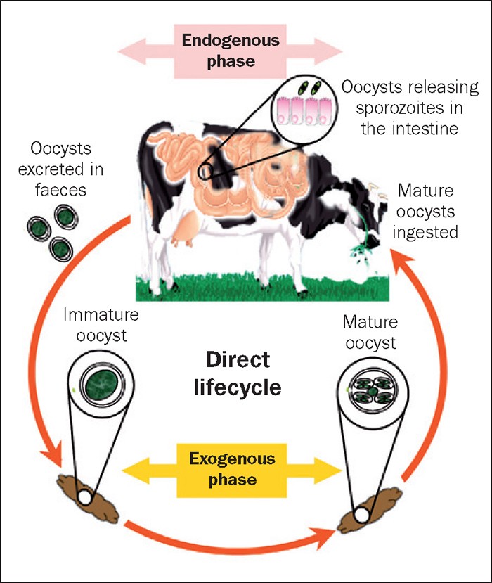 COCCIDIOSIS INCIDENCE, CONTROL AND EPIDEMIOLOGY PUT IN FOCUS Vet Times