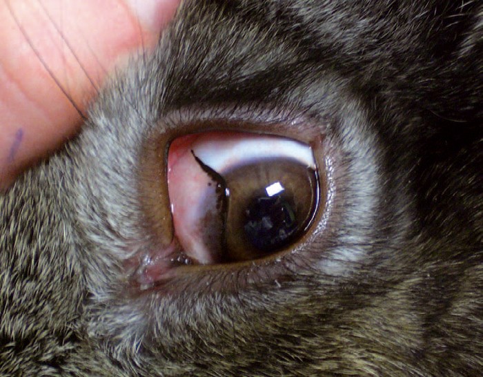 Anatomy Of Rabbit - Anatomy Drawing Diagram