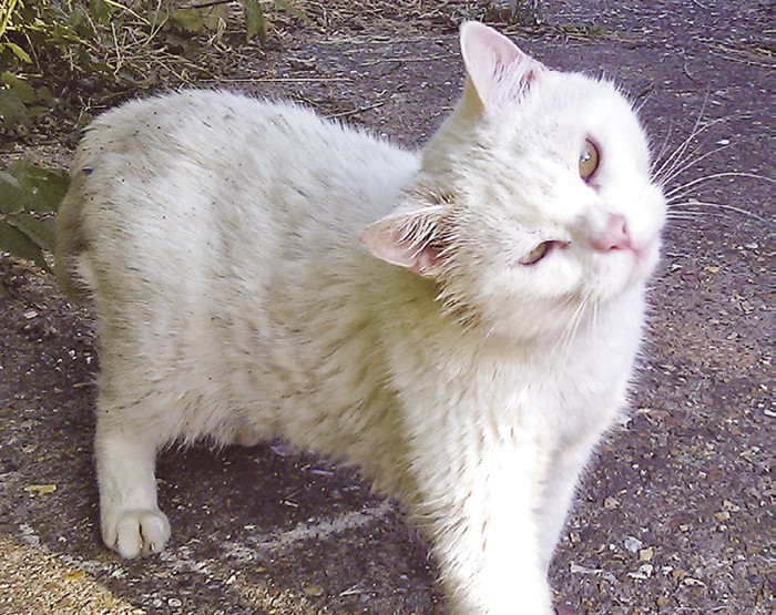 TREATMENT APPROACHES TO EAR CANAL ISSUES IN CATS AND DOGS Vet Times