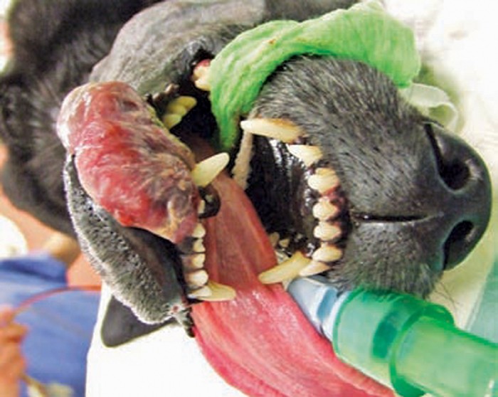 what causes canine oral melanoma