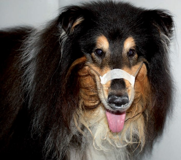 Taking a systematic approach to treating emergency cases Vet Times